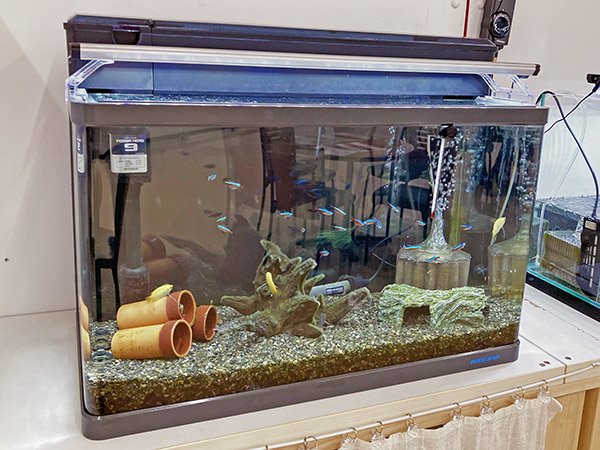 魚